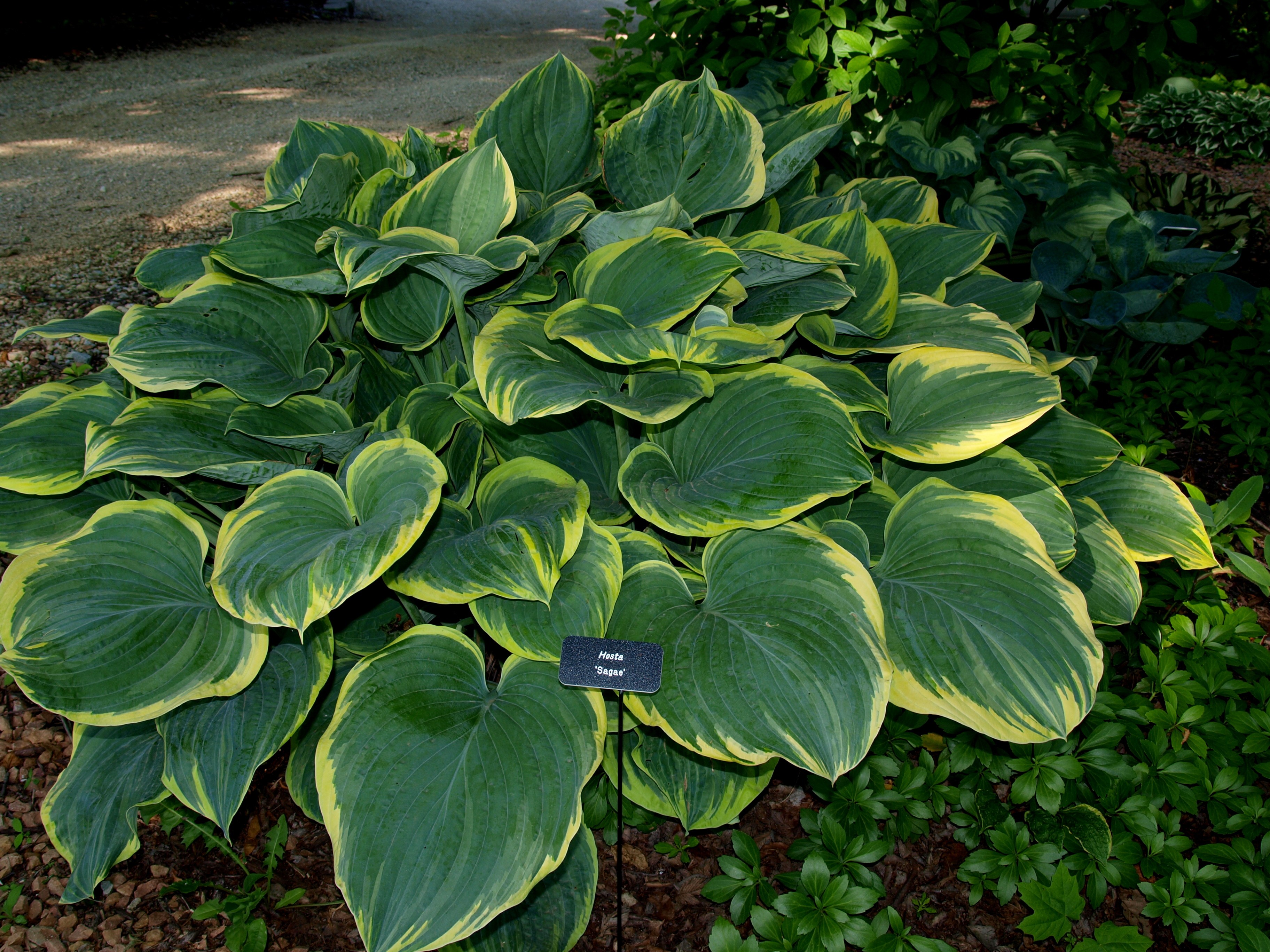 Hosta fluctuans 'Sagae'